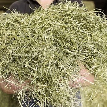 Timothy Hay Farm Fresh Green Fodder Ensuring Balanced Nutrition For Livestock Feeding from THE GREEN INTERNATIONAL LIMITED Timothy Hay Farm Fresh Green Fodder Ensuring Balanced Nutrition For Livestock Feeding - THE GREEN INTERNATIONAL LIMITED - Tanzania