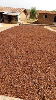 Raw cocao beans (theobroma cocoa) dried and fully fermented fatty seeds. – product photo, Raw Cacao products found from trusted suppliers, wholesalers, manufacturers & exporters Listing