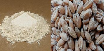 Flour from Wheat - E.L.O Ngodo enterprises Limited - Nigeria