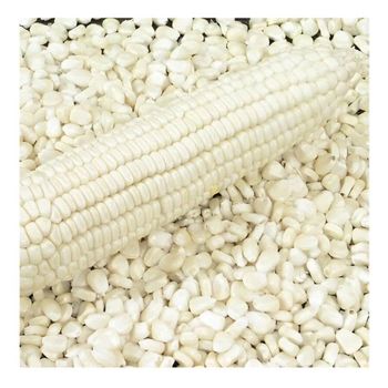 Top Selling Non GMO Yellow Maize Corn/ Yellow Corn & White Corn/Air Dried Yellow Maize Corn for Sale from CALIPSO POLSKA SP Z OO Top Selling Non GMO Yellow Maize Corn/ Yellow Corn & White Corn/Air Dried Yellow Maize Corn for Sale - CALIPSO POLSKA SP Z OO - Poland
