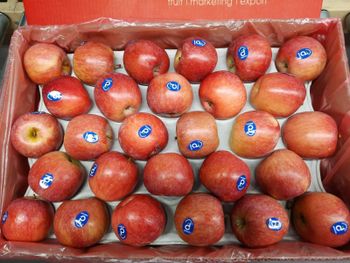 Fresh Fuji Apples for sale class 1 export quality - NINE FRUITS EXPORTS (PTY) LTD - South Africa