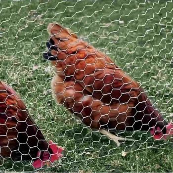 PVC Coating in Green Black or Other Colors Low Carbon Steel Wire Hexagonal Mesh - Qingdao Run Better Industry and Trade Co., Ltd. - China