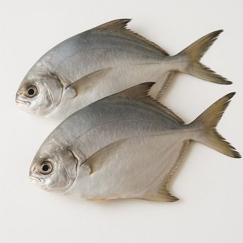 Frozen Silver Pomfret Fish 100% Natural Marine Catch Processed For Bulk Seafood Delivery And Retail Supply - TOSOH INTERNATIONAL - South Africa
