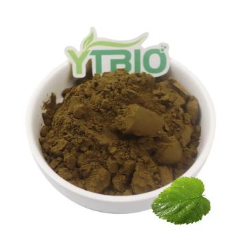 Supply Herbal Extract Pure Mulberry Extract Powder Mulberry Leaf Extract 10: 1 - Shaanxi Dongjiang Kangtai Health Industry Co., Ltd. - China