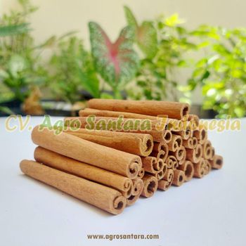 Cinnamon Stick - PT Agro Santara Indonesia - Indonesia