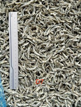 Dried Anchovy Place of Origin VietNam Drying Process sun natural Size variary sizevariary - CÔng ty TNHH Thương Mại và Giao Nhận Đại Tây Dương - Vietnam