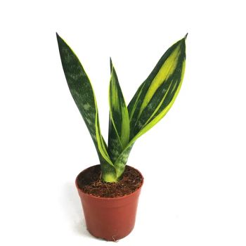 Garden Ornaments Celebrate Friendship with Sansevieria Bonsai Plants - ZHANJIANG ORIENT GARDENING CO., LTD. - China