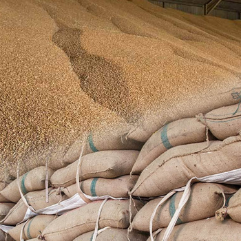 Premium Dried AD Wheat Grain  Organic 25-50 Kg PP Bag Packaging 24 Months Shelf Life - PILOTEXPORT IMPORT AND EXPORT LTD - South Africa