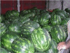 Product – product photo, Fresh Seedless Watermelon products found from trusted suppliers, wholesalers, manufacturers & exporters Listing