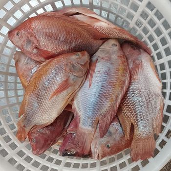 Fresh IQF Frozen Redfish Red Drum Whole Fillet Steak Gutted Scaled Seafood Export Bulk Supply - PILOTEXPORT IMPORT AND EXPORT LTD - South Africa