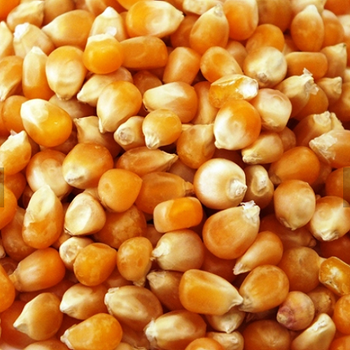Agriculture, Food & Beverage – product photo, Food Beverage products found from trusted suppliers, wholesalers, manufacturers & exporters Listing