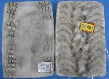 FROZEN RAW BLACK TIGER HEADLESS SHRIMP Packaging 800G Shelf Life 2 YEARS Pricing Option Nwnc, Nwfc, Fwnc, Fwfc Freezing Method Blast, Block, Semi Iqf, Iqf - Netfish India - India