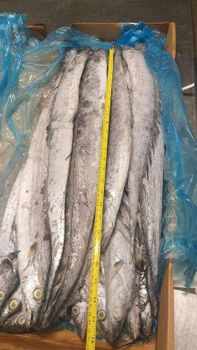 Ribbonfish - Morgana fish - Morocco