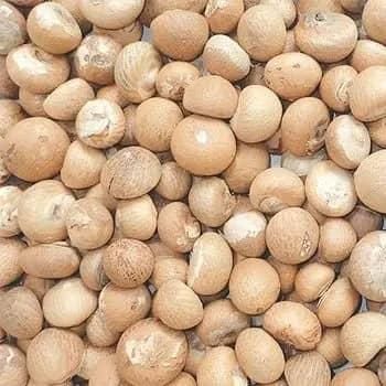 Premium Quality Betel Nuts,Dried Betel Nut,Thailand Betel Nuts Ready to Export From Africa Whatsap +255787979235 - AL JABLI TRADING COMPANY LIMITED - Tanzania