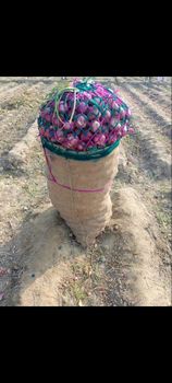 Fresh Red Onions – product photo, Red Onions products found from trusted suppliers, wholesalers, manufacturers & exporters Listing