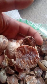 betel nut – product photo, Frozen Betel Nut products found from trusted suppliers, wholesalers, manufacturers & exporters Listing