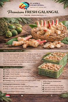 Fresh Galangal Grade Export Quality Type Fresh / Wet Galangal Aroma Fresh, Strong & Aromatic Botanical Name Alpinia Galanga - PT. Synergy Natura Optima - Indonesia
