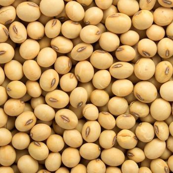 Soy beans from MY COCOA Soy beans - MY COCOA - Cameroon