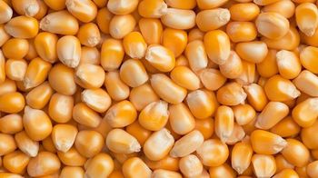 Maiz Corn Origin Asia Features Organic Product Type Fine Foods, Fruits & Vegetables - Future Link General Trading - United Arab Emirates