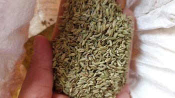 Dried Fennel Seed Grade FOOD Color GREEN Packaging HDOE BAGS Max. Moisture (%) 8% Shelf Life 24 MONTHS Place of Origin INDIA - ADEPT IMPEX PVT LTD - India