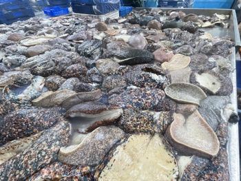 Cymbium spp - EL KHEIR SEAFOOD.sarl - Mauritania