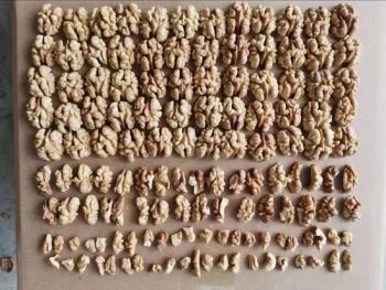 Walnuts in Shell Fresh and Dried Walnut Kernels Origin China Storage Shade Processing Raw Trademark sugo Model NO. - Hebei ShengMeng Foodstuff Co., Ltd - China