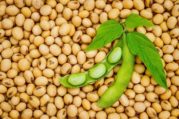 Wholesale Soybeans For Food And Feed Industries With Consistent Grain Quality Strong Nutritional Value – product photo, Top Quality Products