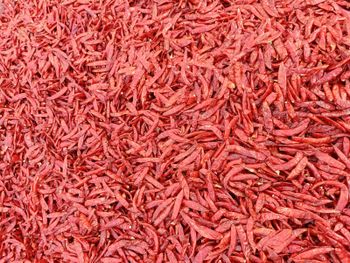 Premium Indian Dry Red Chillies – Whole, Sun-Dried, Export Quality, Food Grade, Various Sizes - ECO DINE MANUFACTURING SOLUTIONS OPC PVT LTD  - India
