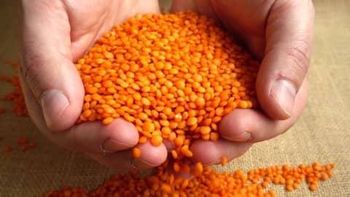 red lentils from Lawana and Sons Supplies red lentils - Lawana and Sons Supplies - South Africa