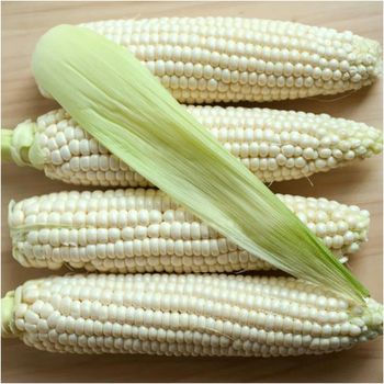 Buy white maize in large quantities fresh stock at low prices - AK.BOLO MEDIK LTD - Thailand