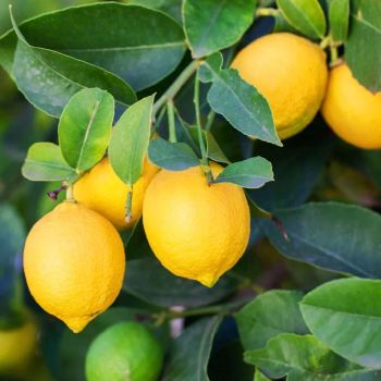 Fresh Eureka Lemon From THAI Color Yellow Harvest Time Sep Shelf Life 2 YEARS Features Gluten-Free Aroma Strong Fragrance -  DAEWKAEW PANTAMANG Co., Ltd - Thailand