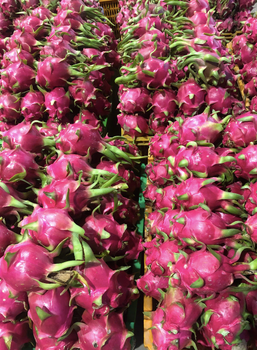 Dragon Fruit from Orbis Sun Company Limited Dragon Fruit – product photo, Organic Dragon Fruit products found from trusted suppliers, wholesalers, manufacturers & exporters Listing