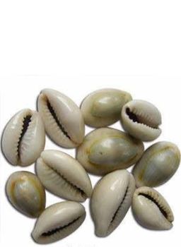 Cowries Color White, - NECFAS TRADING CO. LIMITED - Tanzania