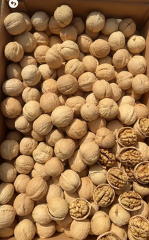 Premium 185 Paper-Shell Walnuts | In-shell Walnuts | Chinese Walnuts | Nuts & Dried Fruits Supplier | High Kernel Rate Walnut Kernels - Shandong Taifeng Commercial Group Co.,Ltd - China