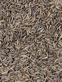 cumin seed - Sugi - India