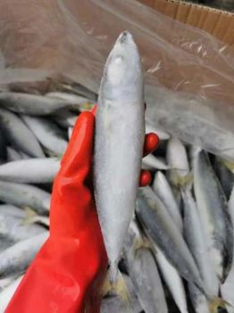 Wholesale Price Fresh Catch Frozen IQF Whole Round Pacific Mackerel Fish - Rizhao Primega Foods Co.,Limited - China