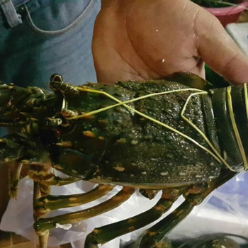 lobsters from Cherrywick LTD lobsters - Cherrywick LTD - United Kingdom