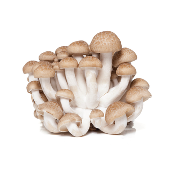 Wholesale fresh fast delivery natural brown shimeji mushroom Color Brown Type mushroom Weight (kg) 0.15 Ingredients - UNIONSUM INDUSTRIES LIMITED - Hong Kong