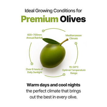 OliveQueen Organic Extra Virgin Olive Oil | Cold-Pressed natural Culinary Blend from FK GLOBAL TRADING OliveQueen Organic Extra Virgin Olive Oil | Cold-Pressed natural Culinary Blend - FK GLOBAL TRADING - Netherlands