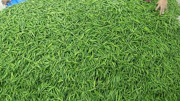 Fresh Green Chilli Origin Asia, India Product Type Fruits & Vegetables Supply Consistency Consistent Supply Loading Port Nhava Sheva / JNPT, India - UniQ Scientific - India