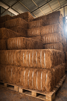 Coconut Fiber - PT. BEST BORNEO INDONESIA TRADE - Indonesia