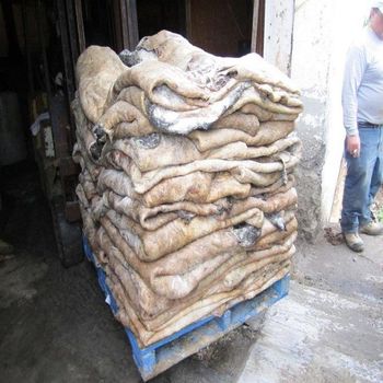 Hot Selling Price of Raw Wet Salted and Dried Cow Leather / Hides / Skins in Bulk Quantity - malter group - Tanzania