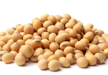 Non GMO soybean