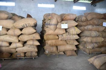 dried cocoa beans from FEMOE TRANSIT AFRICA dried cocoa beans - FEMOE TRANSIT AFRICA - Cameroon