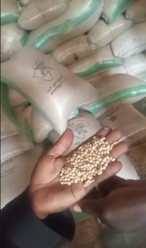 Soya Beans - No Bad Vibes Brand & Multi-Business Wordwide Company - Nigeria