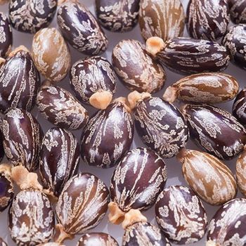 Castor Oil (CCO/FSG) – product photo, Castor Oil Extract products found from trusted suppliers, wholesalers, manufacturers & exporters Listing