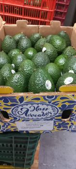 Hass Avocados - Abud Main International Commodities - Mexico