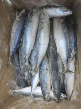 300 - 500g Fresh Sea Food Pacific Mackerel Fish Frozen Type Fish Grade a+++ Shape Block Model NO. wr Origin China Trademark - Xiamen Yangzhen Import and Export Co., Ltd - China