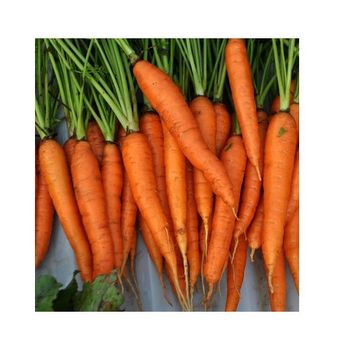Fresh Carrot S M L 2L 3L New Crop Wholesale Processed Fresh Vegetables Fresh Harvested Carrot From Farm With High Export New  - NUTRIDIET LDA - United Kingdom