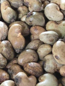 Raw Cashew Nuts in-shell Ogbomosho origin - Ascot Agro and Food Processing Ltd - Nigeria
